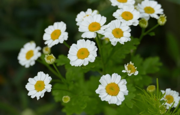 思わず笑顔になれる花選 ローリエプレス