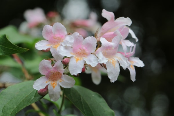 思わず笑顔になれる花選 ローリエプレス