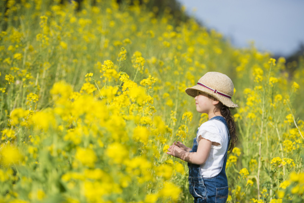 菜の花っていつが見頃 2月に楽しめる菜の花畑6選 ローリエプレス