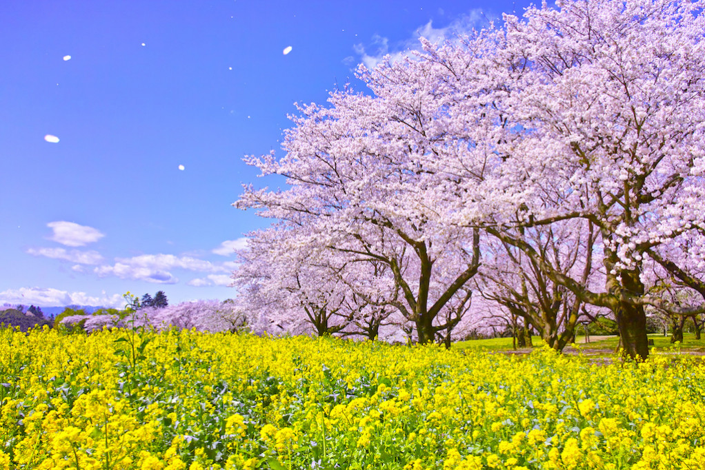 菜の花っていつが見頃 2月に楽しめる菜の花畑6選 ローリエプレス