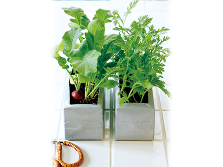 牛乳パックで栽培 ラディッシュ シュンギク 22年1月2日 エキサイトニュース