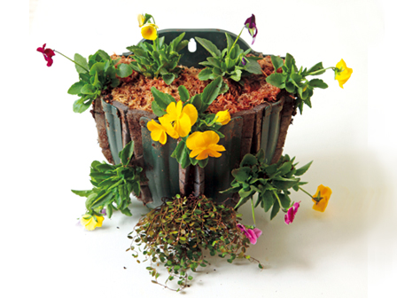 華やかなパンジーとビオラを長く楽しむコツ 13年11月5日 エキサイトニュース