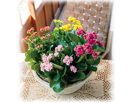 冬の室内を彩るカランコエの魅力 15年12月18日 エキサイトニュース