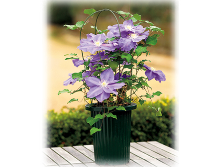 こんなときどうする クレマチスのトラブル解決法 16年4月27日 エキサイトニュース