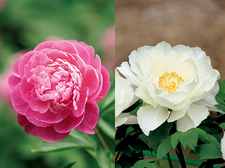 ボタンとシャクヤクの違い 16年5月23日 エキサイトニュース ボタンとシャクヤクの違い 16年5月23日 エキサイトニュース