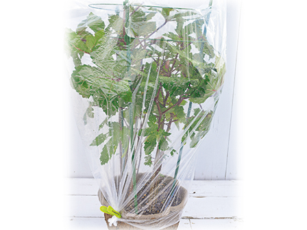 プランターの秋冬野菜 3つの寒さ対策 18年10月16日 エキサイトニュース