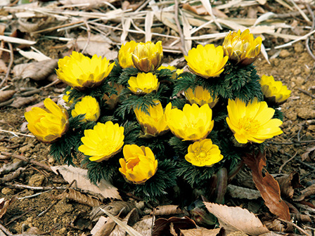 黄色い花と虫のヒミツ 19年1月26日 エキサイトニュース
