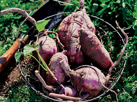 収穫後のサツマイモはおいておくべき 保存法は 専門家に聞きました 19年6月12日 エキサイトニュース