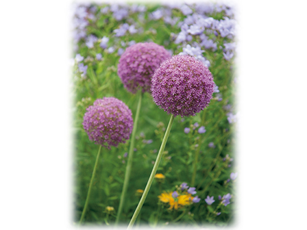 この秋絶対植えたい 球根ベスト3 19年10月9日 エキサイトニュース