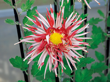 江戸の趣味人が花の変化に 粋 を見出したキク 19年11月24日 エキサイトニュース