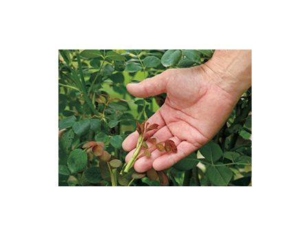 バラの新苗を早く一人前にするには 年5月19日 エキサイトニュース