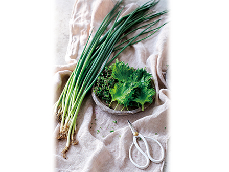 あると便利 プランターでシソ栽培 年6月28日 エキサイトニュース