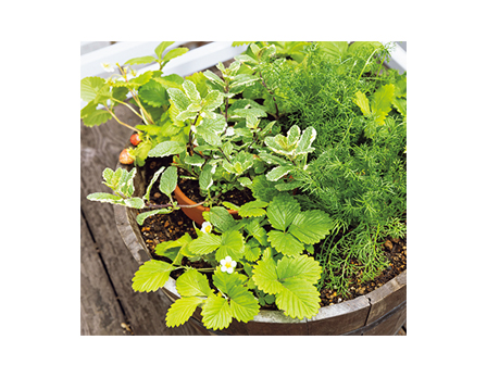 ハーブの寄せ植え 4つのポイント 21年4月11日 エキサイトニュース