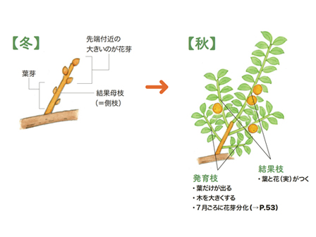 花すら咲かないカキの木を救う方法 13年10月26日 エキサイトニュース