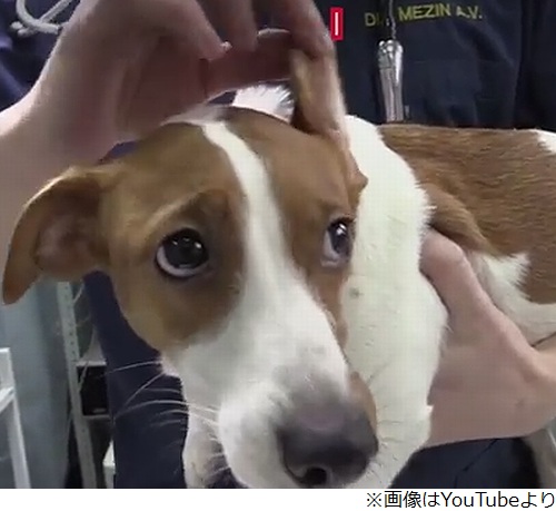 映画の犬と違う と整形手術 17年2月日 エキサイトニュース 映画の犬と違う と整形手術 17年2月日 エキサイトニュース