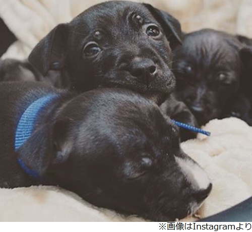 トム ハーディ 公園で捨て犬を拾う 18年1月22日 エキサイトニュース