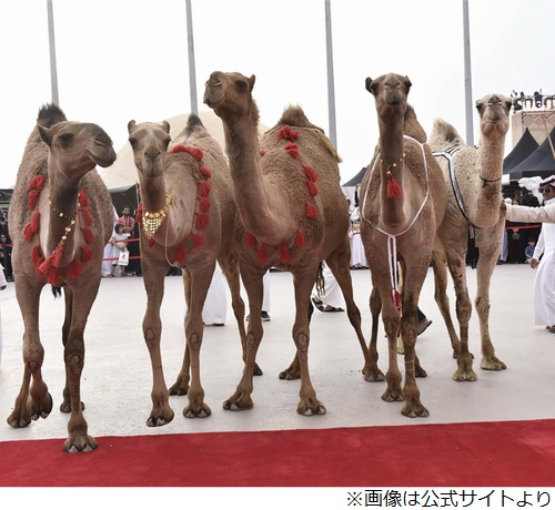 賞金総額62億円 ラクダの美人コンテスト で不正 18年1月26日 エキサイトニュース
