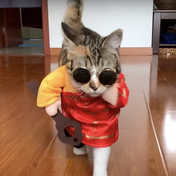 コスチュームまとった猫のキャットウオーク トップモデルのごとき貫禄 年7月6日 エキサイトニュース