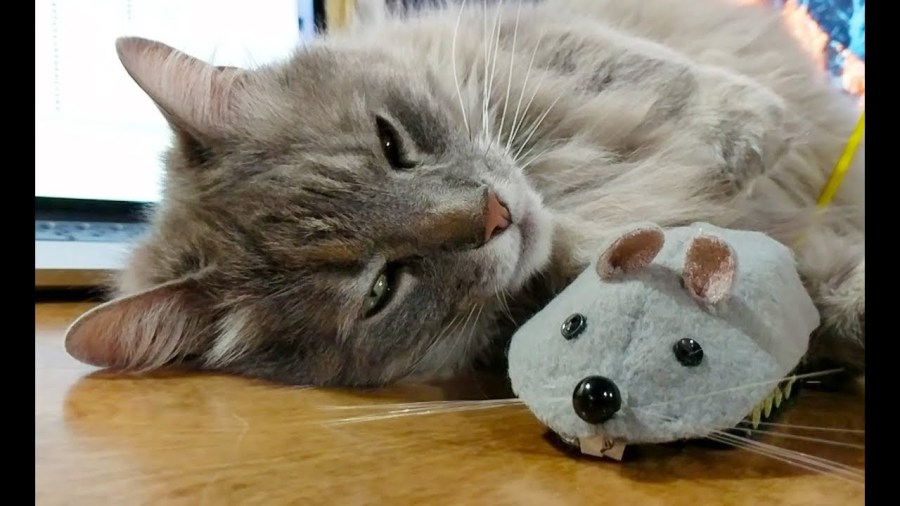 オモチャの戦車をリモコンネズミにdiy 荒ぶる猫が優しい兄貴に 年9月29日 エキサイトニュース