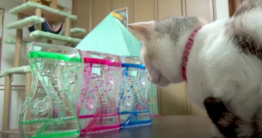 三色のオイルタイマーを魅入る猫 震える粒々に心癒され 21年1月17日 エキサイトニュース