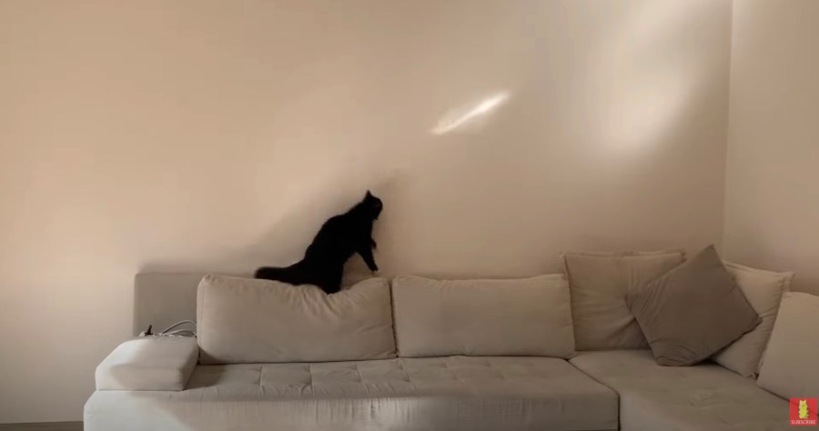 壁に映る光を猫が追いかけると なぜだか部屋の床はキレイに 21年3月25日 エキサイトニュース