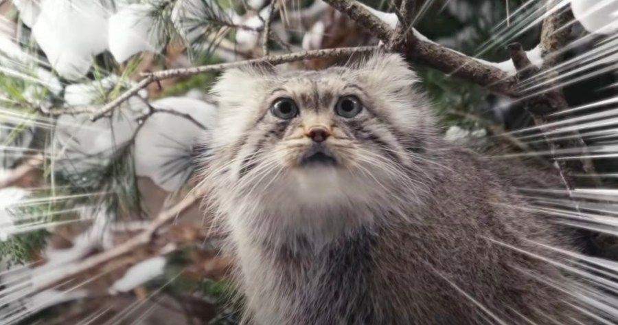 マヌルネコのうたオフィシャルmv マヌルヌルヌル中毒者が続出 21年6月7日 エキサイトニュース