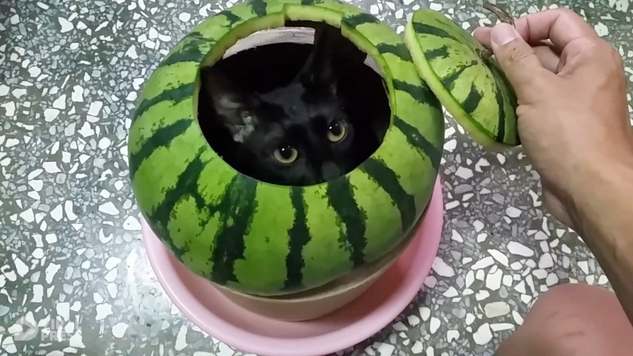 刺すような鋭き眼光迸る黒猫 スイカの中からこんにちは 21年6月日 エキサイトニュース