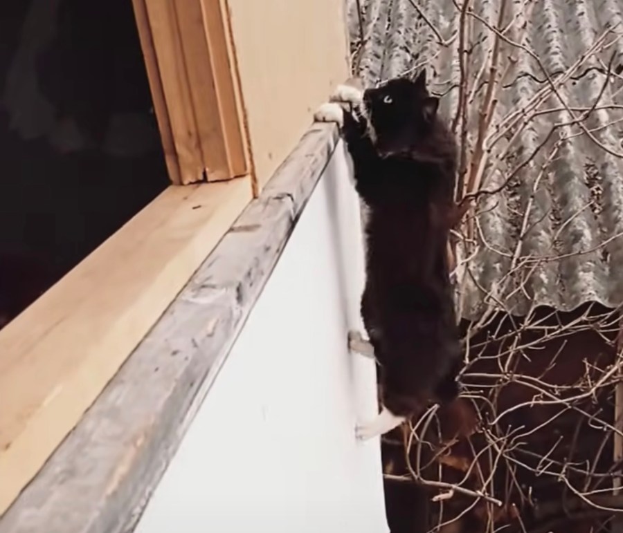 2階の壁をムーンウオークで横歩きする猫 小枝を伝って壁に飛びつき 21年7月5日 エキサイトニュース
