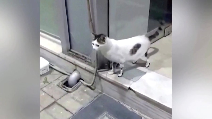 3本の脚を事故で失った猫、義足を付けたら10秒で歩きだす (2021年7月25 