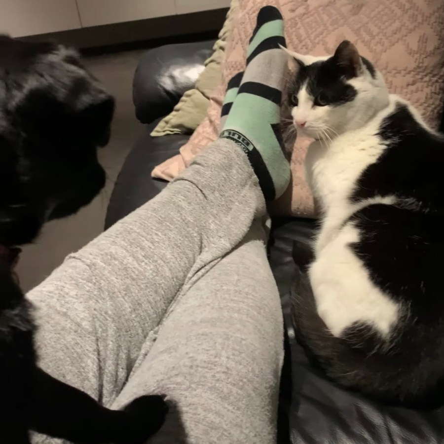 むやみやたらに目力強き白黒猫 視線1つで犬が固まる 21年8月5日 エキサイトニュース