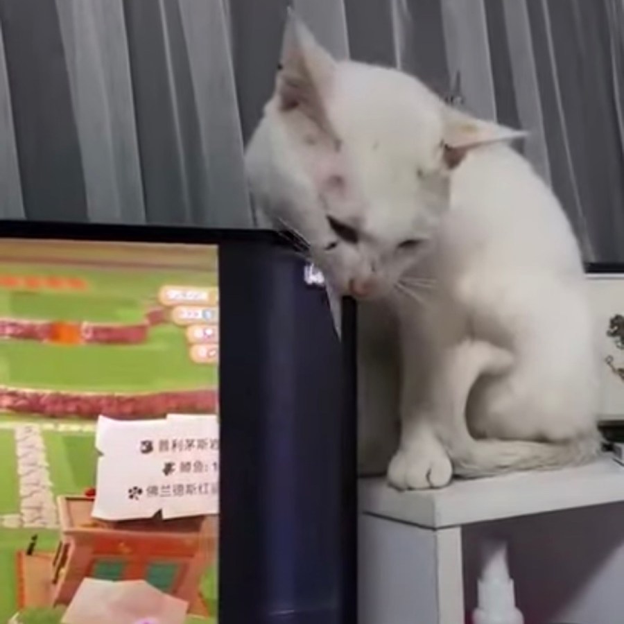 飼い主を絶句させるに時間は要らぬ たった4秒あればよい 21年10月27日 エキサイトニュース 飼い主を絶句させるに時間は要らぬ たった4秒あればよい 21年10月27日 エキサイトニュース