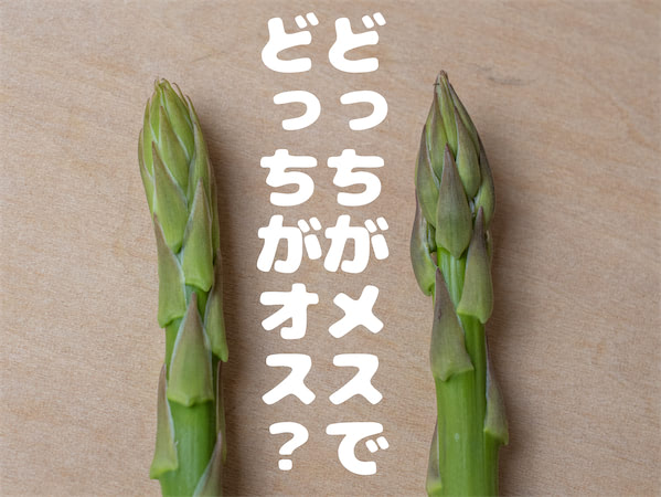 最後！！にらの茎だけ！ 約750g 高い素材 - 野菜