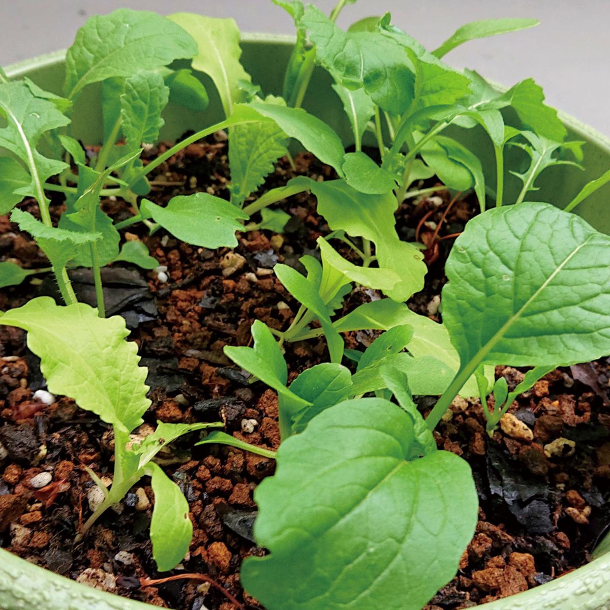 ベランダ菜園 ベビーリーフ の育て方 21年7月2日 エキサイトニュース