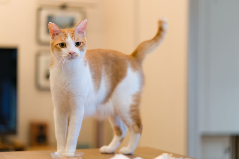 中学生男子みたいなネコ ふーたと 大人なネコガールズ もみじ あずき 19年10月22日 エキサイトニュース