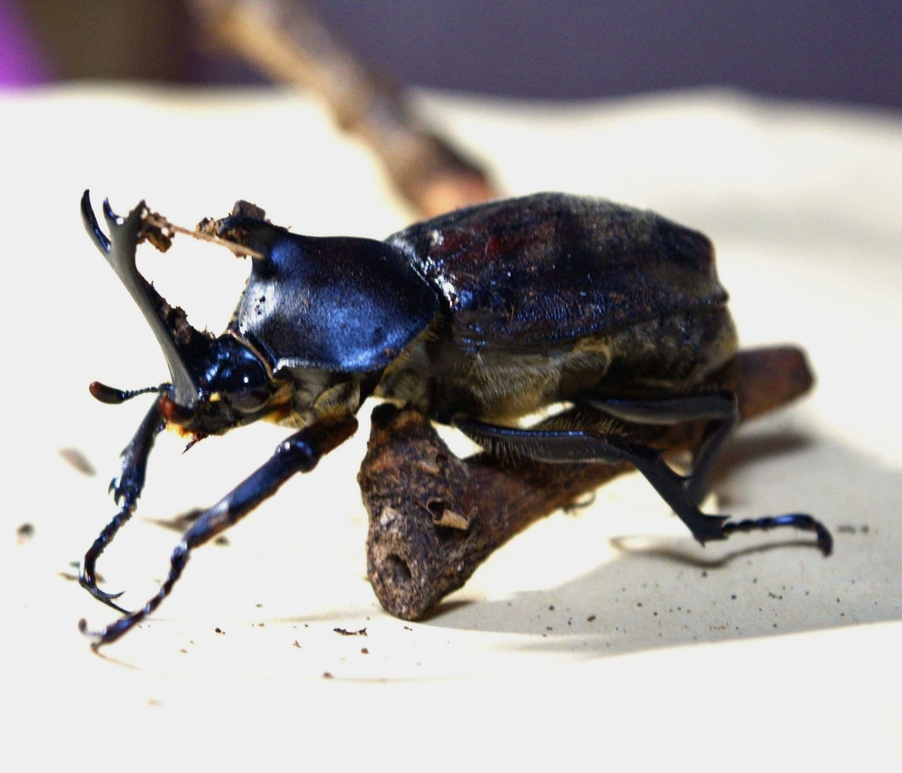 カブトムシ大 天然(2)値下げ 放生