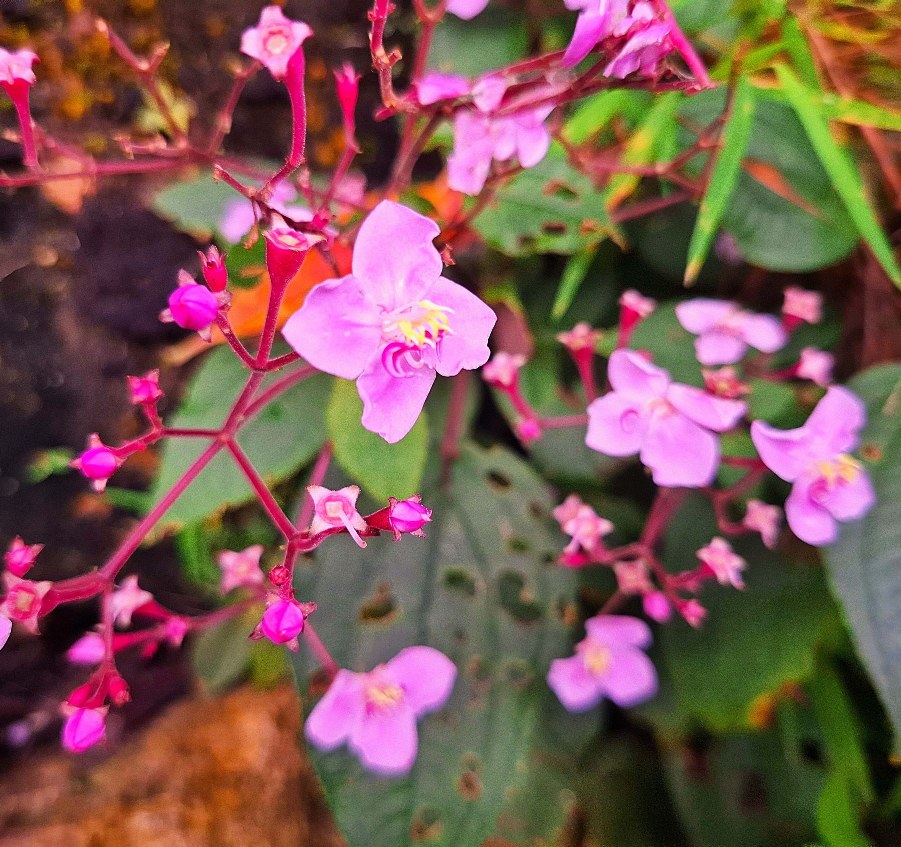 数久田に彩るピンク ハシカンボク、秋から冬にかけて開花 沖縄・名護市