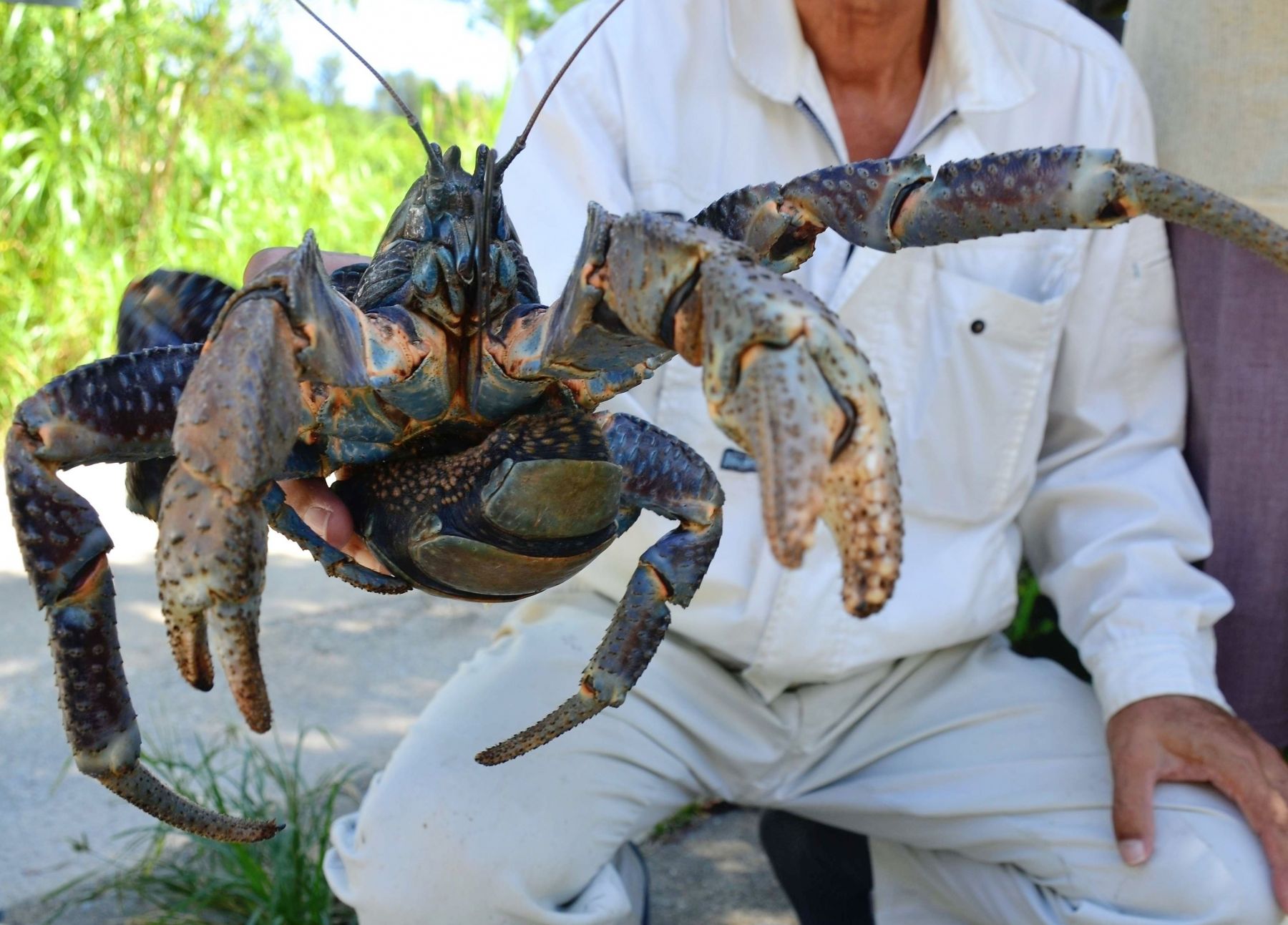 ミカンの集荷箱を切り刻む 月明かりの夜 庭に現れた 最強 生物 21年10月2日 エキサイトニュース