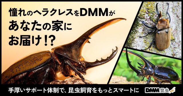 昆虫フィールド 2000　オオクワガタ　ヘラクレス　タガメ 生き虫展示中 | ファーブル昆虫館