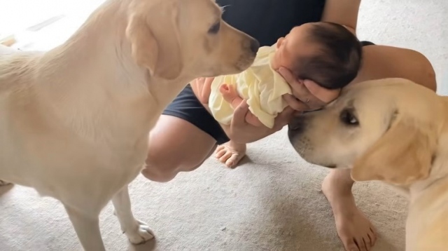 朝から赤ちゃんに会うのが待ち遠しい2匹のラブラドール犬に500万再生 可愛いと幸せが溢れてる 21年7月1日 エキサイトニュース