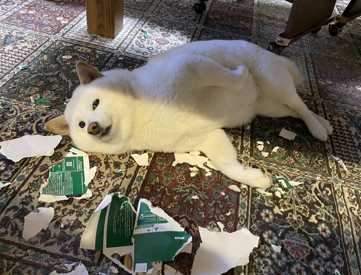やってやったぜ」 空箱を粉砕した白柴犬の“ドヤ顔”に3万いいね