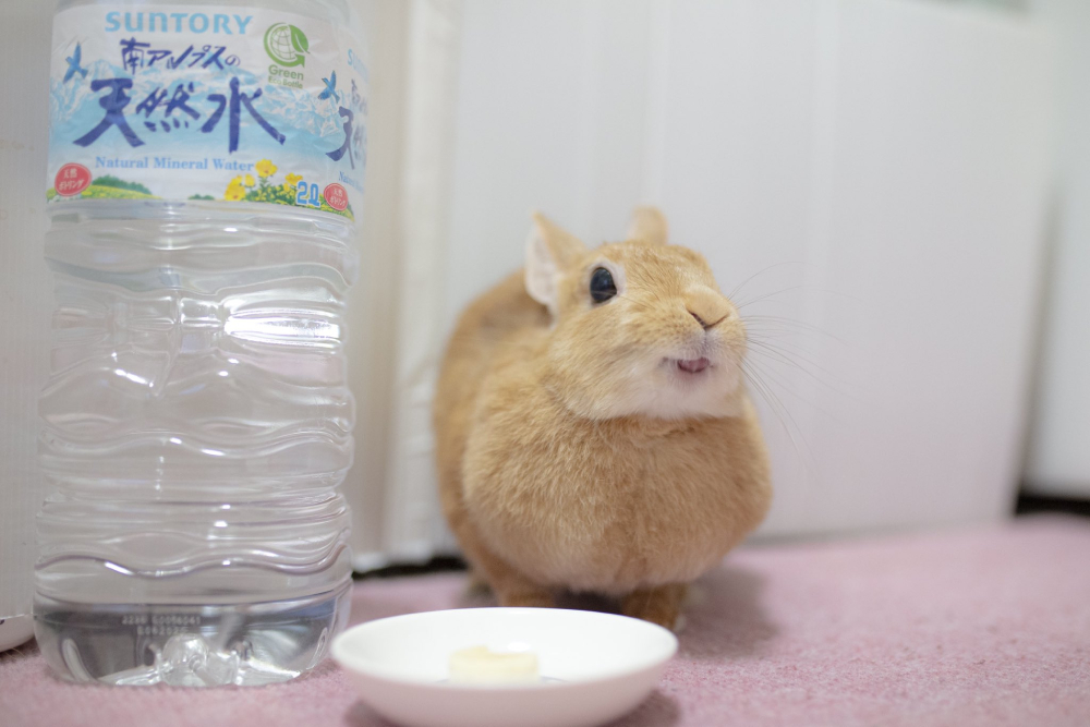 大好物を食べてご満悦 バナナをおいしそうに食べるうさぎが多くの人を魅了 年9月5日 エキサイトニュース