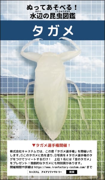 ナンベイオオタガメ 102mm(頭部〜羽先) 昆虫標本 タガメ 水生昆虫 標本 ナンベイオオタガメ 102mm(頭部〜羽先) 昆虫標本 タガメ 水生