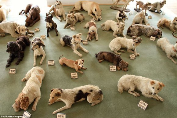 戦前からご主人を待ち続ける お城の中に何十匹もの犬が 11年7月日 エキサイトニュース