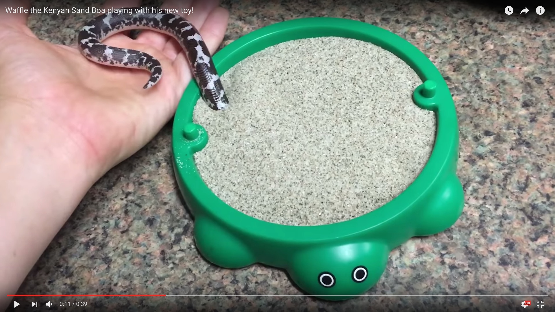 ヘビってこんなに可愛いのかよ と度肝を抜かれること間違い無し 子ヘビたんの予想外の仕草に萌えます 16年9月日 エキサイトニュース