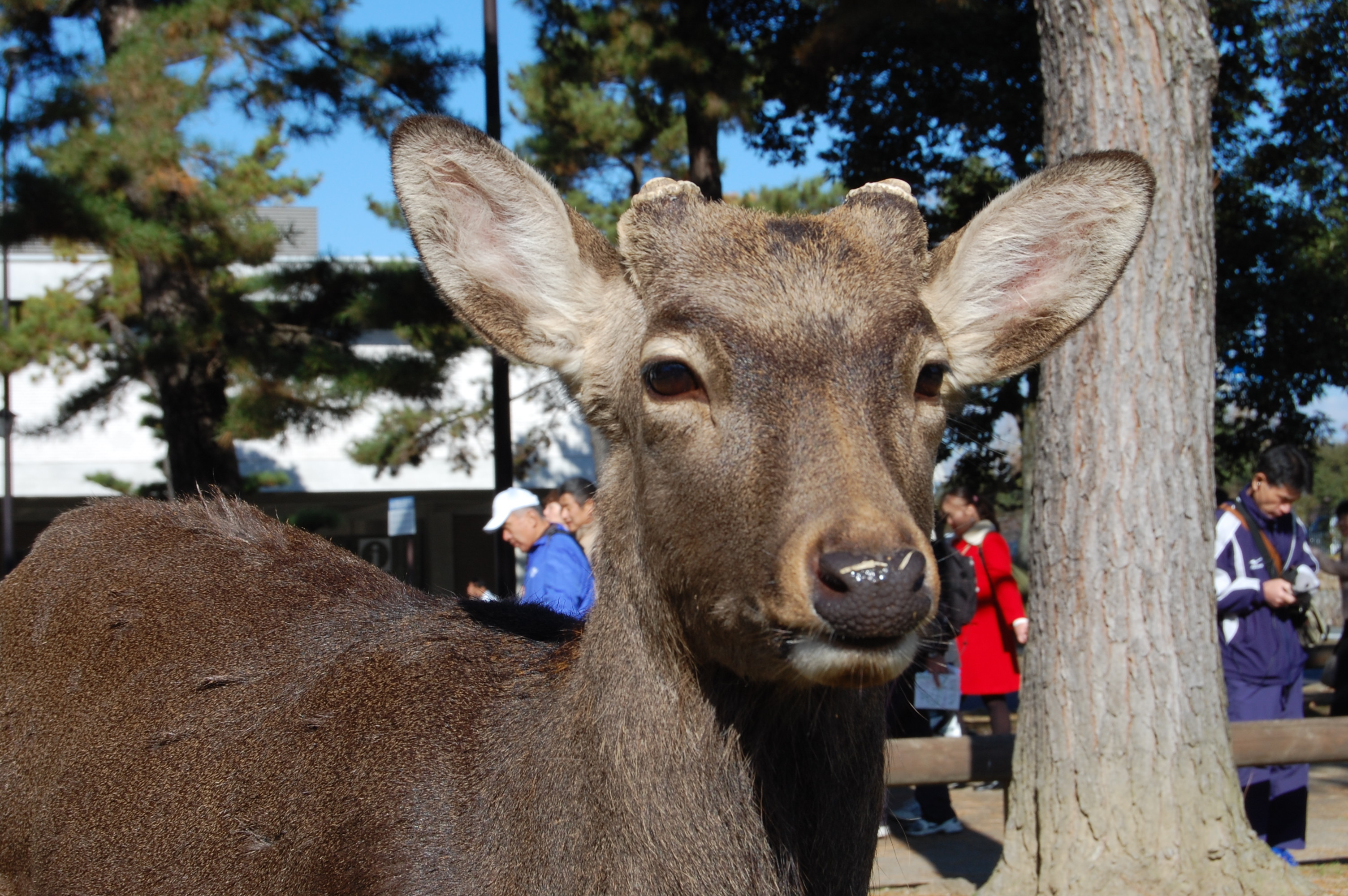 奈良公園の鹿は日本人に冷たい 外国人観光客にだけ愛想がいいってホントなの 奈良県民の私 鹿せんべいやろ 笑 16年10月12日 エキサイトニュース