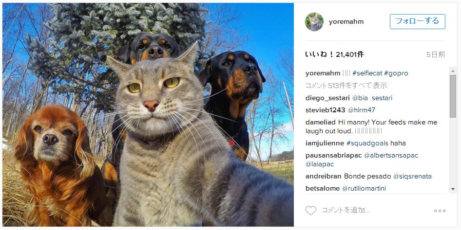 上手にセルフィーできる猫 マニーくんの写真がリア充すぎる 人間顔負けの構図で仲間と一緒に ハイチーズ 17年1月24日 エキサイトニュース