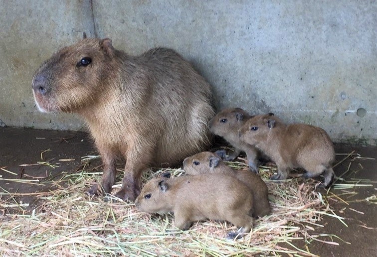 伊豆シャボテン動物公園にカピバラの赤ちゃんが誕生したよ カピバラファミリーは合計11頭になりました 17年8月29日 エキサイトニュース