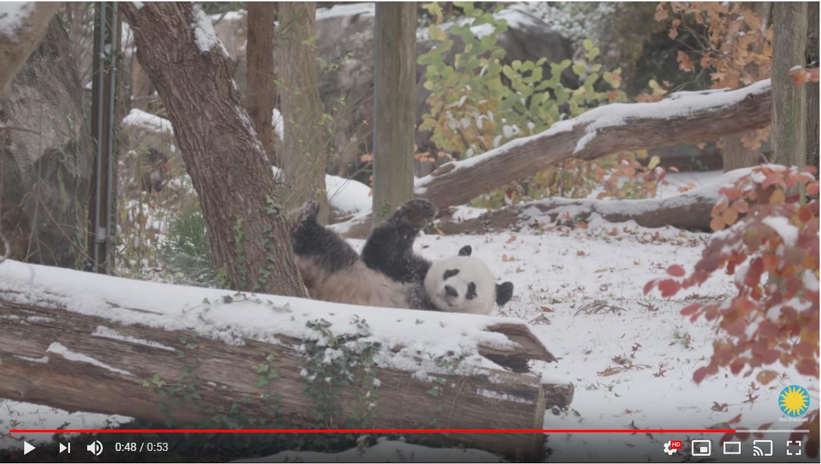 雪に喜ぶパンダが可愛すぎて萌え尽きそぉお ごろんごろんと転がって満足げな表情なのです 18年12月28日 エキサイトニュース