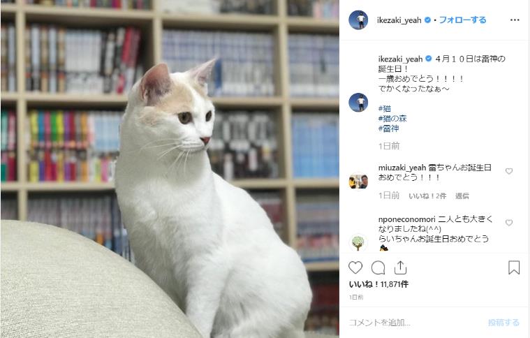 サンシャイン池崎が保護した猫「雷神ちゃん」が1歳の誕生日を迎えて