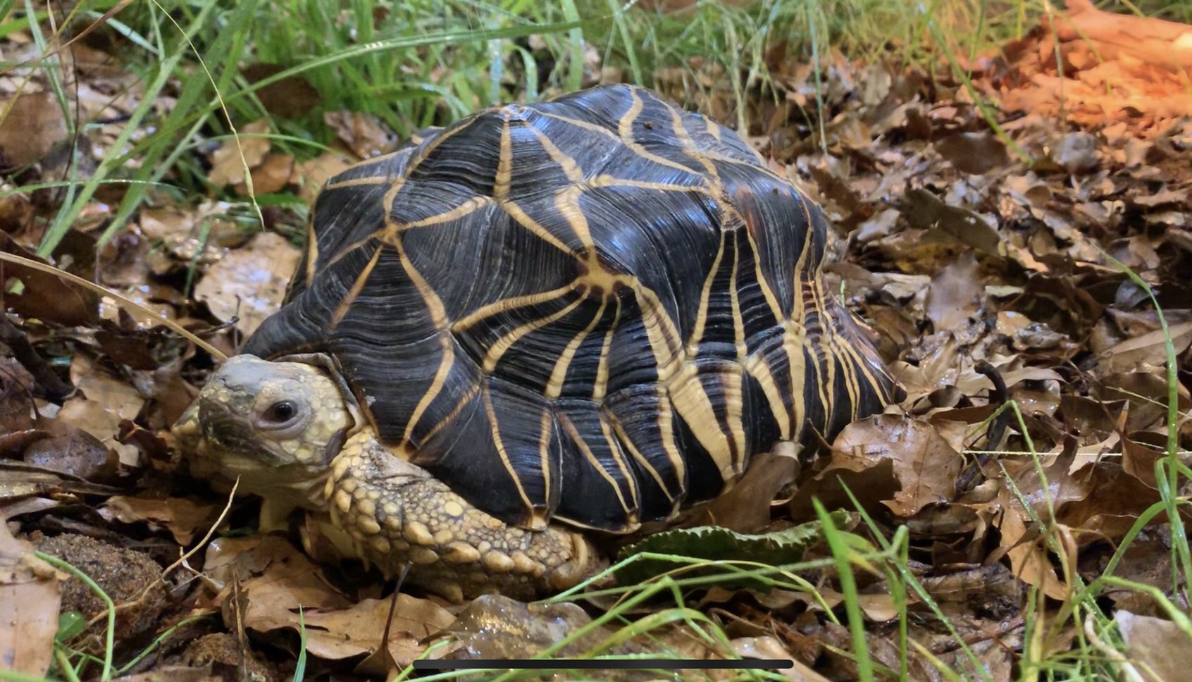 さくらももこさんの カメ が伊豆の動物園で一般公開されてるよ 絶滅危惧種 ビルマホシガメ の女の子です 19年5月25日 エキサイトニュース